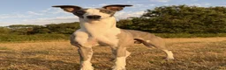 Whippet dogs for stud: Whippet For Stud  in Yeovil - Advert 1