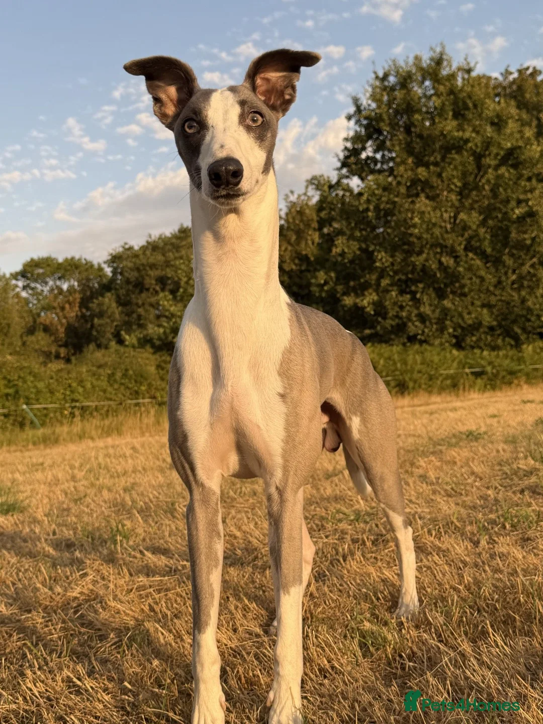 Whippet dogs for stud: Whippet For Stud  in Yeovil - Advert 1