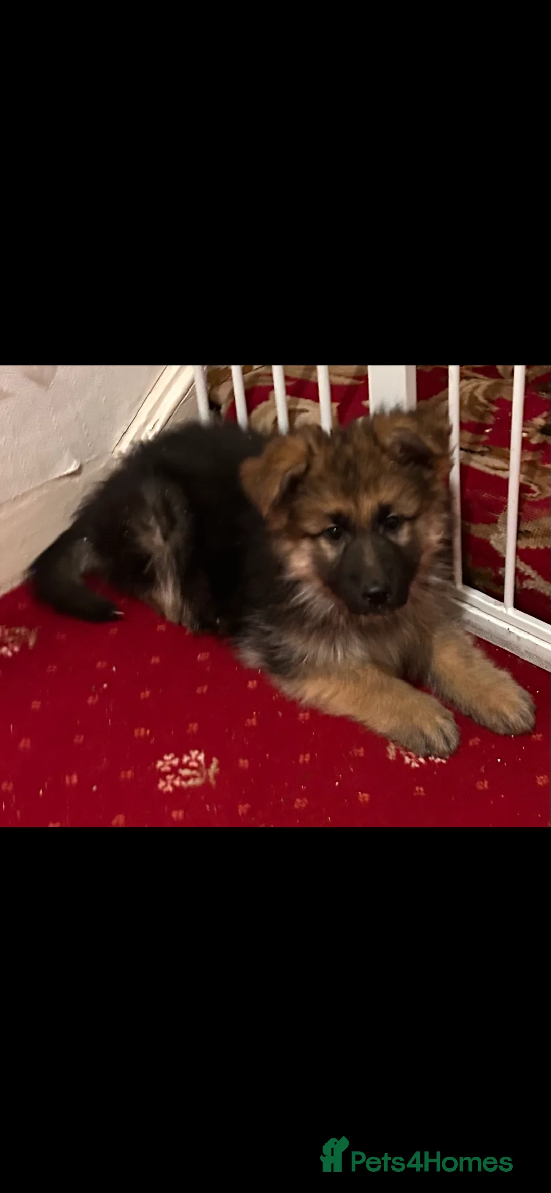 German Shepherd dogs for sale: German Shepherd puppies  - Advert 1