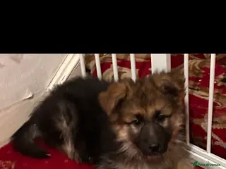 German Shepherd dogs German Shepherd puppies - Advert 4