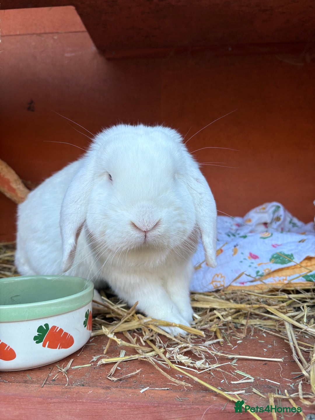 Mixed Breed rabbits for sale: Bunnies available for adoption  - Advert 3