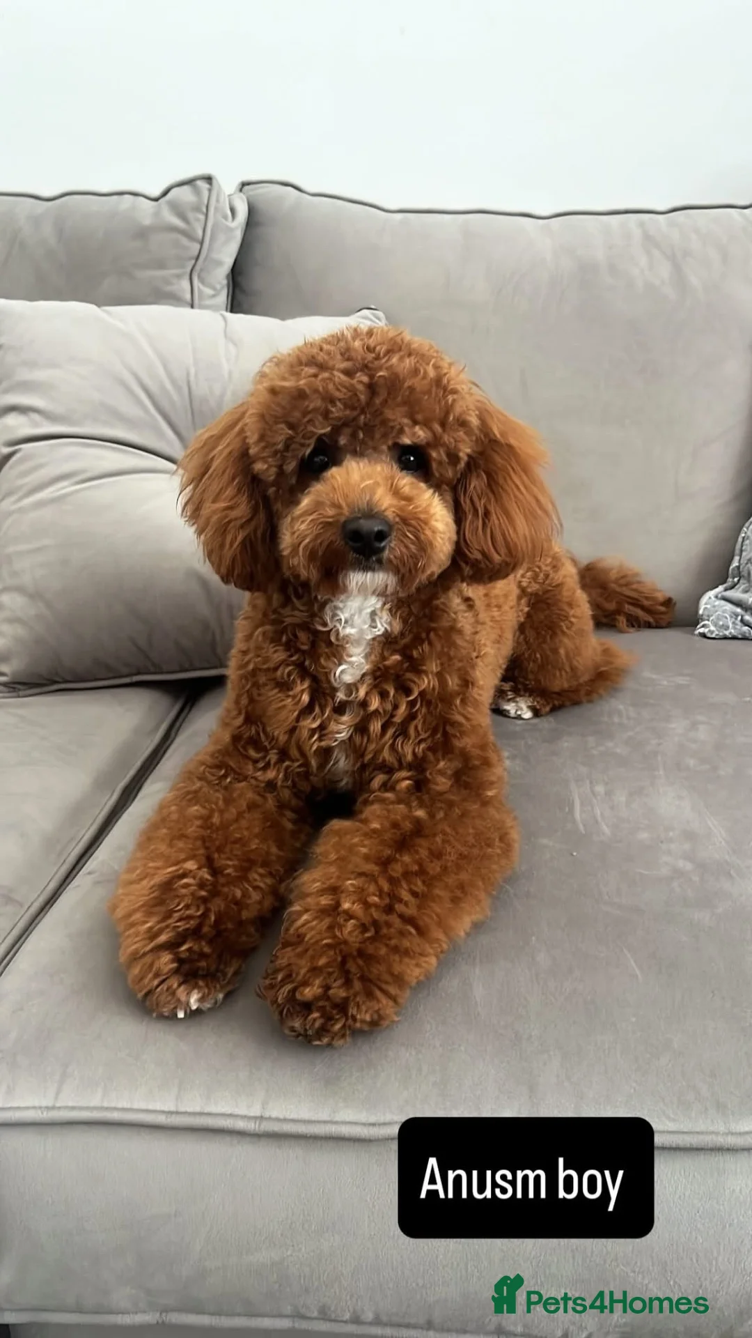 Cavapoochon dogs for stud: HUGO Toy Poodle / cavapoochon in Porth - Advert 1