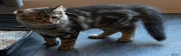 Mixed Breed cats for sale: KITTENS LOOKING FOR HOMES in Malton - Advert 19