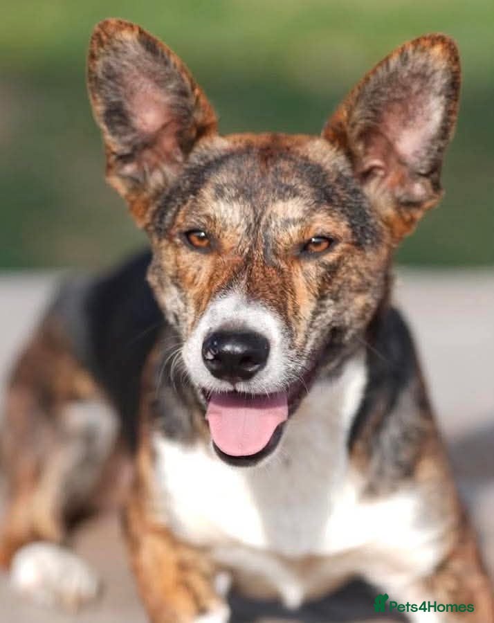 Mixed Breed dogs Nala 💕  - Advert 1