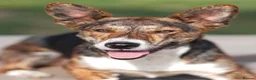 Mixed Breed dogs for adoption: Nala 💕  - Advert 1