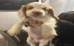 Cocker Spaniel dogs for sale: Cocker Spaniel Puppy - Image 4