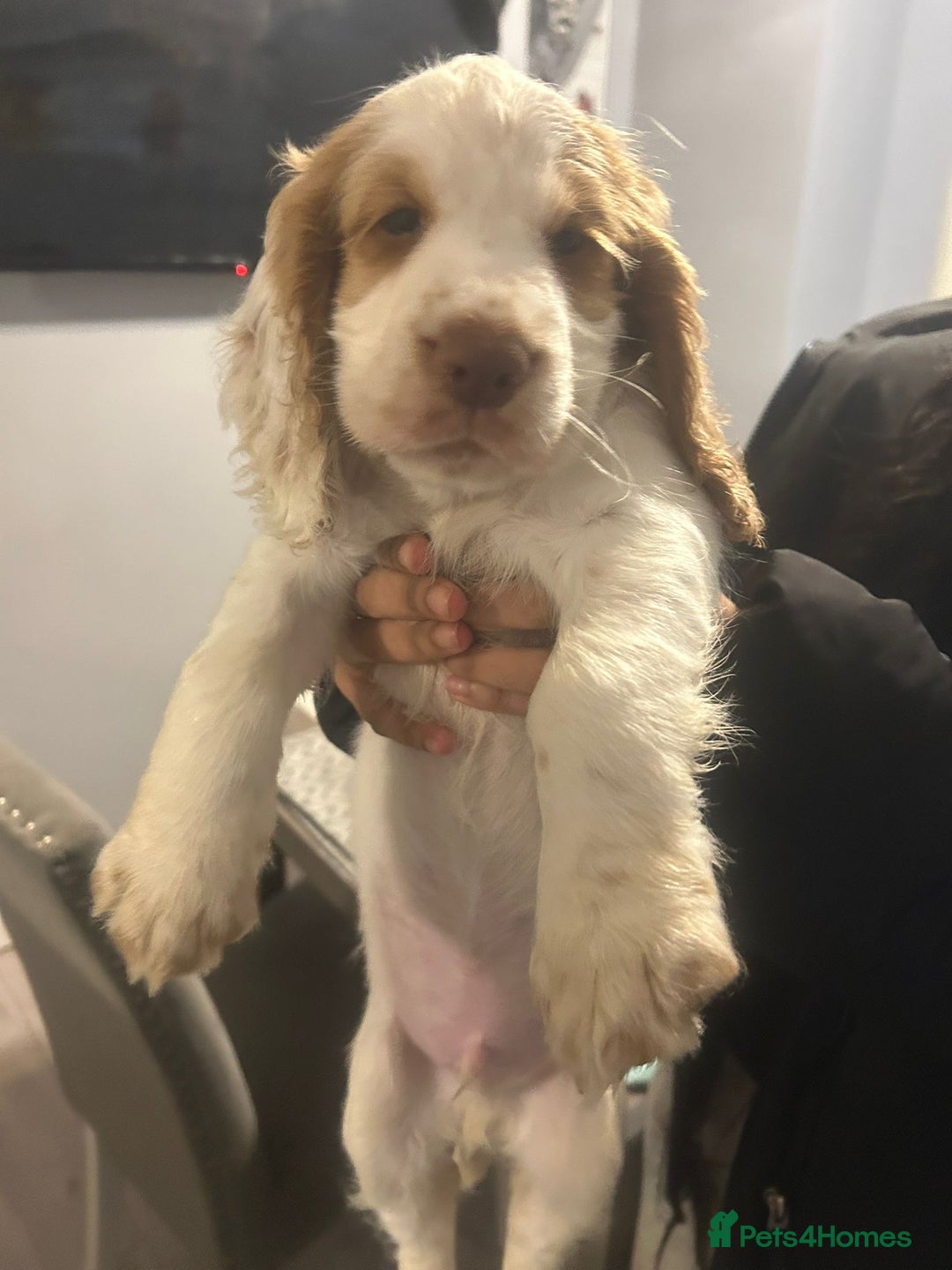 Cocker Spaniel dogs for sale: Cocker Spaniel Puppy - Image 4