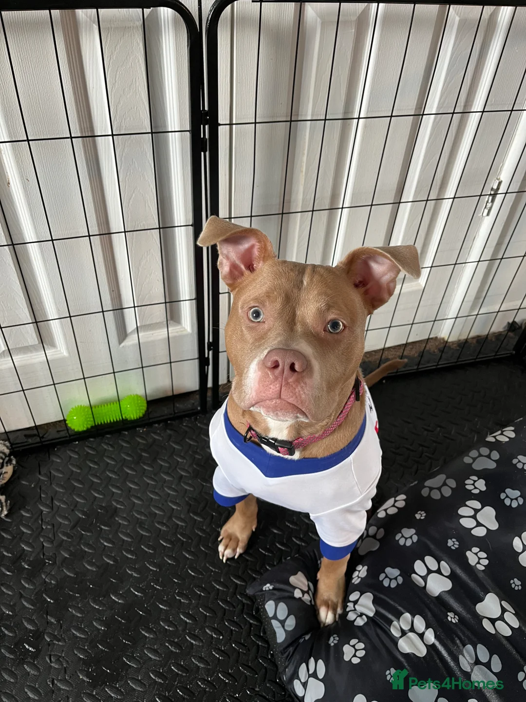 Mixed Breed dogs for sale: 7 month old Staffy x Pocket Bully for sale  in Blackburn - Advert 2
