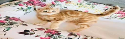 Mixed Breed cats for sale: ** Glamorous Ginger Girl ** Bengal Cross ** - Advert 17