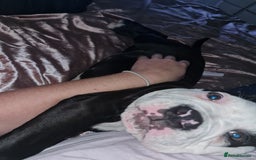 Mixed Breed dogs for sale: 15 week old old english bulldog x America buldogl - Advert 1