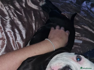 Mixed Breed dogs for sale: 15 week old old english bulldog x America buldogl - Advert 1