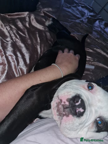 Mixed Breed dogs 15 week old old english bulldog x America buldogl - Advert 1