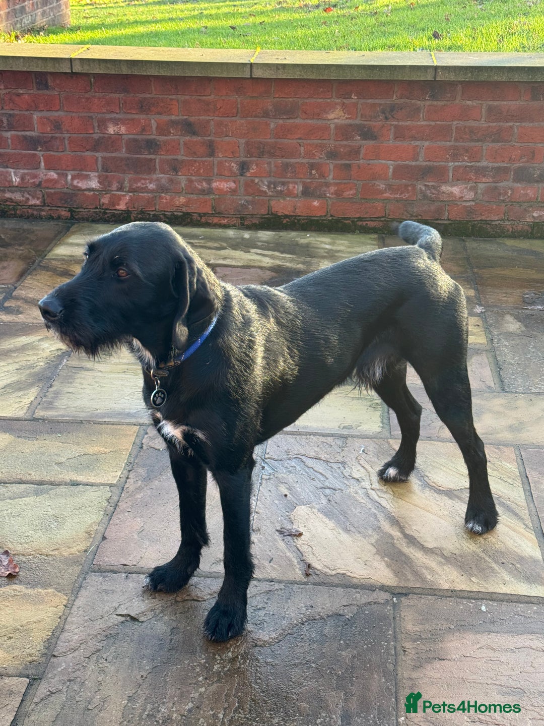 Mixed Breed dogs for sale: Meet the Griffadors - Advert 8