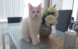 Ragdoll cats for sale: RAGDOLL BICOLOUR BOY BLUE EYES READY NOW! - Image 19