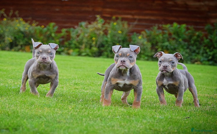 Old Tyme Bulldog dogs - Advert 1
