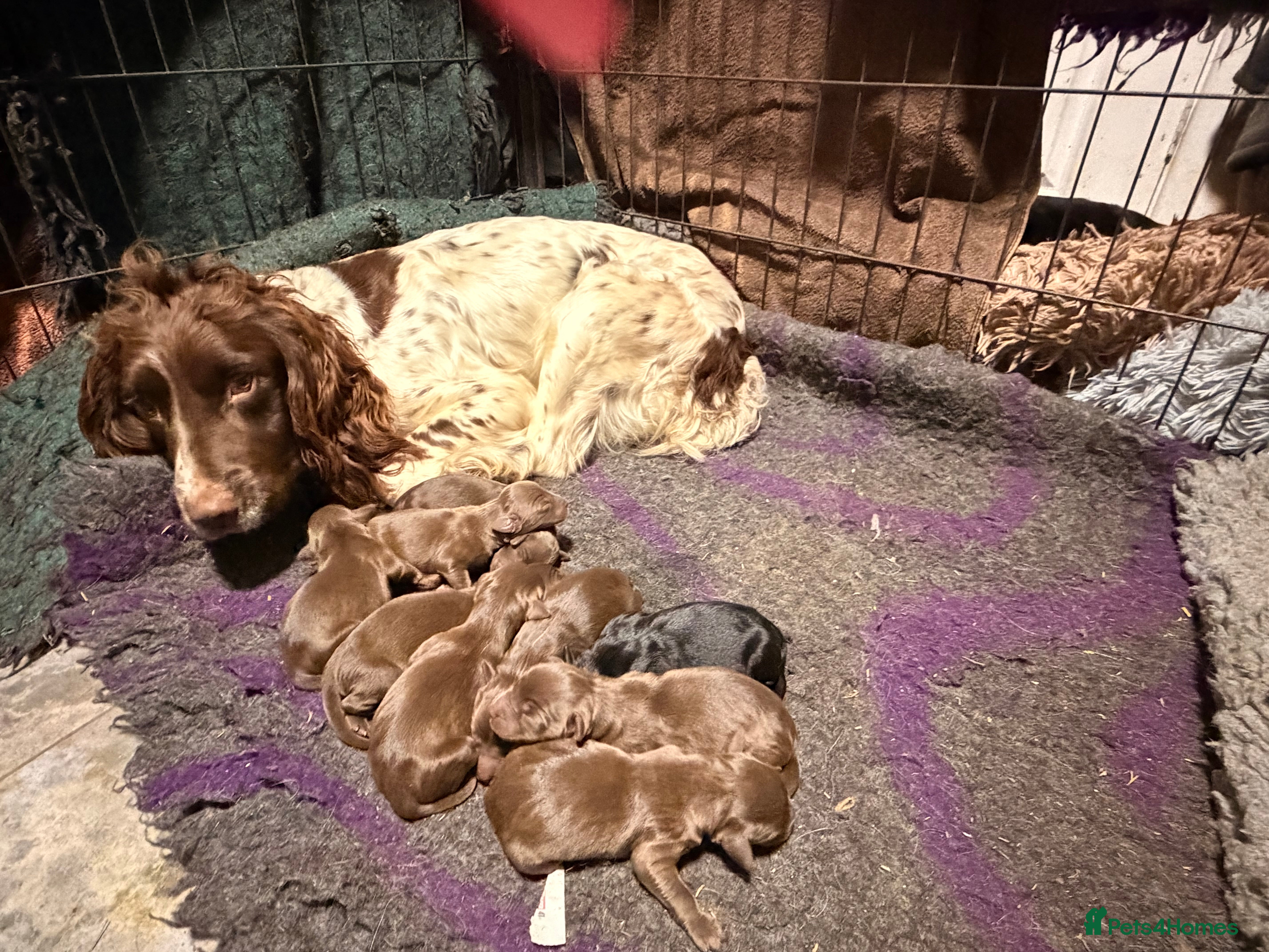 Springador dogs Springerdors raised in a busy family home  - Advert 1