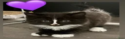 European cats for sale: Kittens  - Advert 17