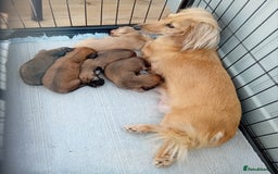 Miniature Dachshund dogs for sale: KC Reg. Mini Longhaired pups - Image 1