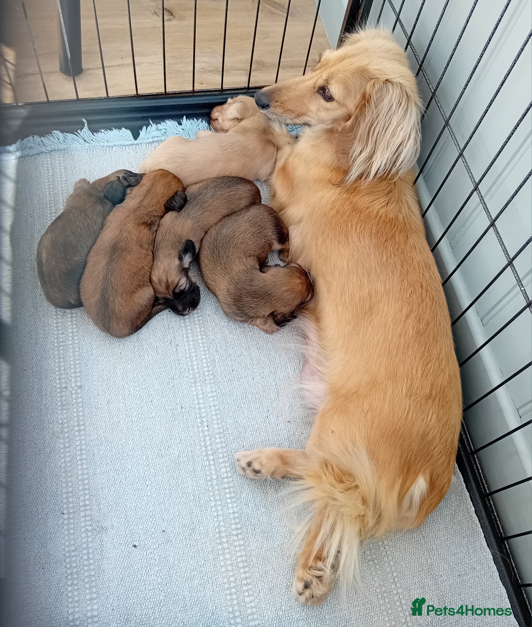 Miniature Dachshund dogs for sale: KC Reg. Mini Longhaired pups - Image 1