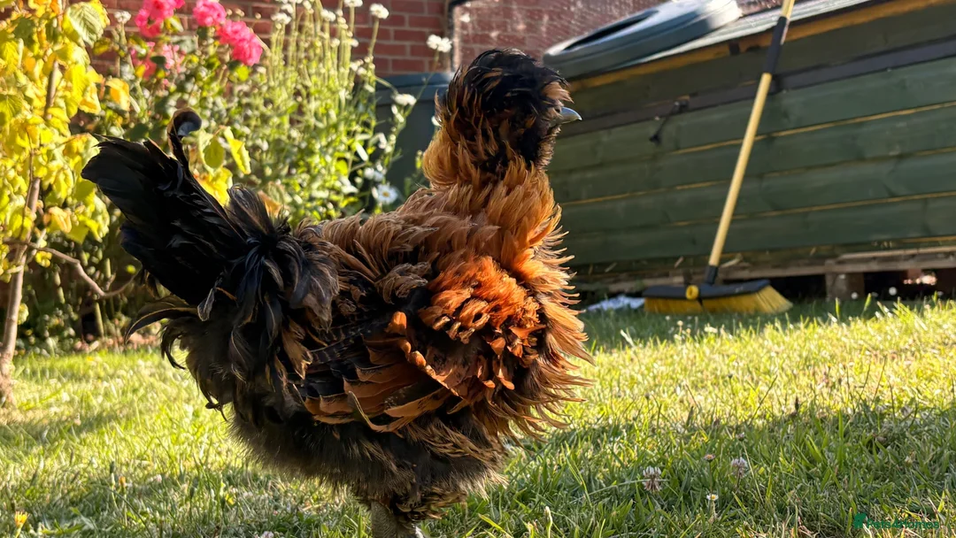Chickens poultry for sale: 3 polish cocks  in Rayleigh - Advert 1