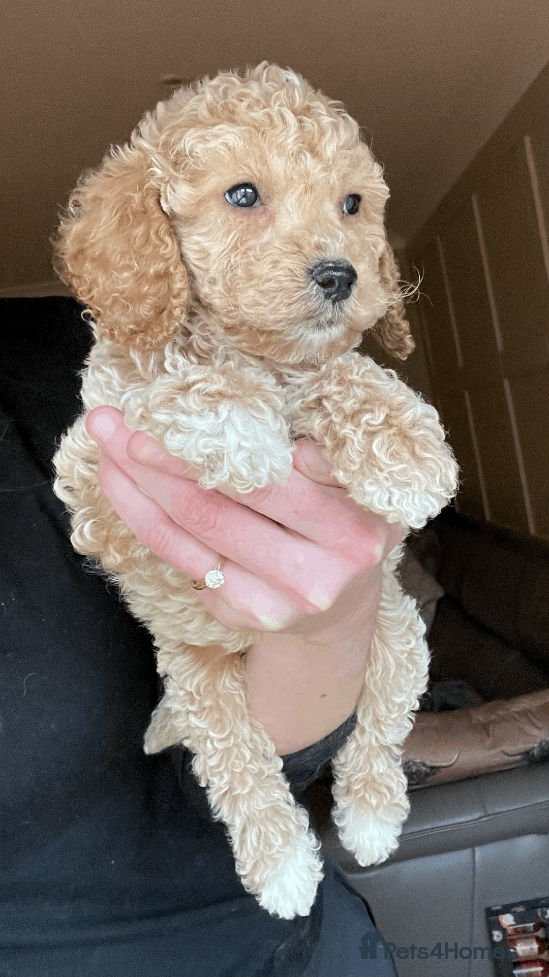 Cockapoo dogs for sale: F1b TOY COCKAPOO PUPS - DNA Health Tested!! - Advert 22