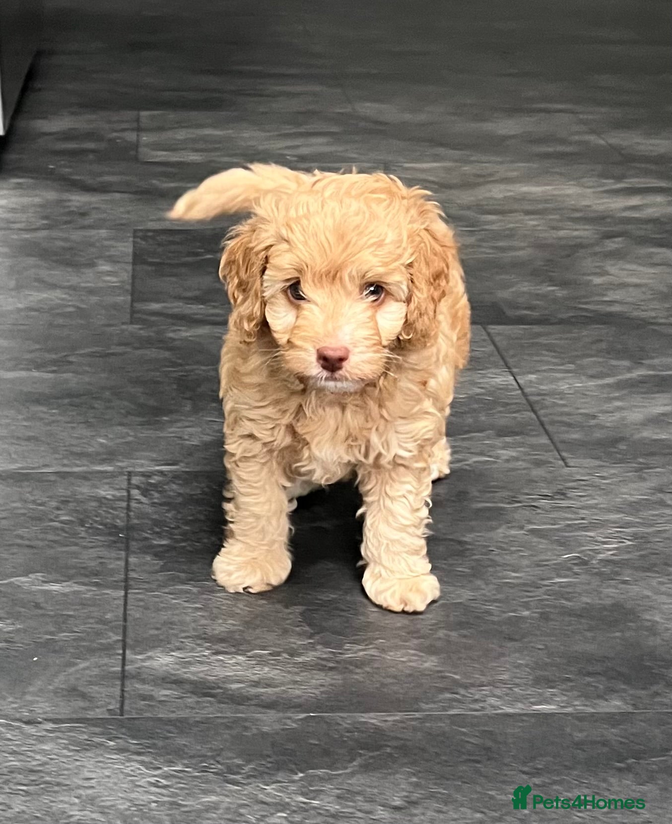 Cavapoo dogs 1 beautiful male available 5 weeks old - Advert 17