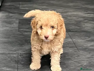 Cavapoo dogs 1 beautiful male available 5 weeks old - Advert 17
