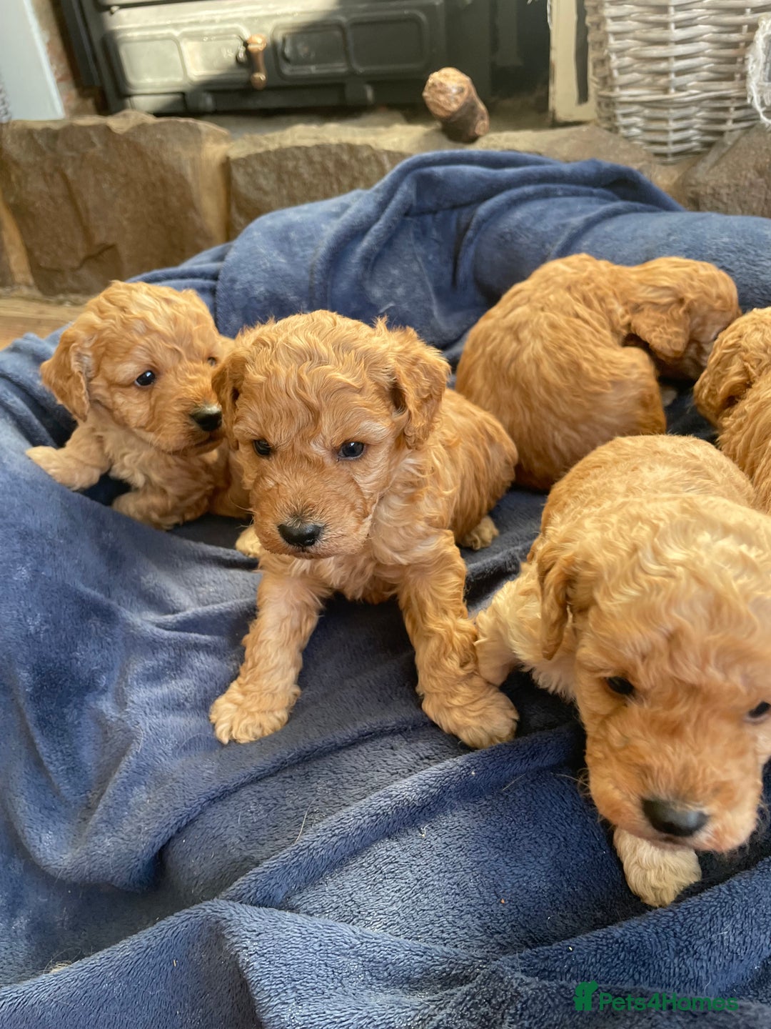 Cockapoo dogs for sale: F2b COCKAPOO PUPPIES - Advert 7