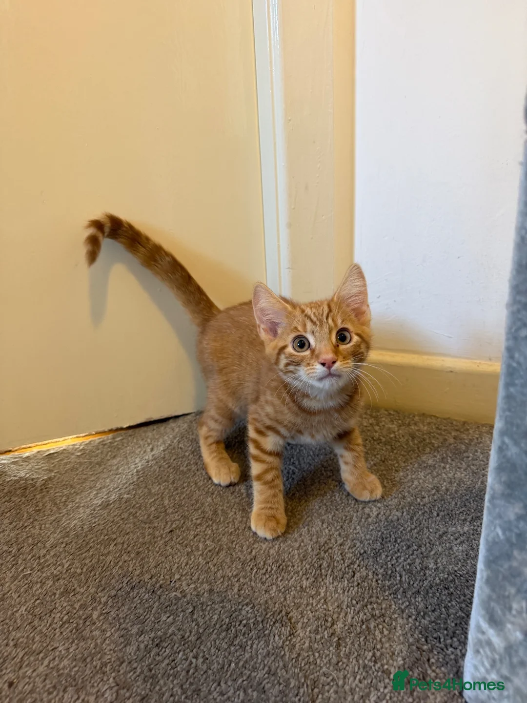Mixed Breed cats for sale: Beautiful kittens ready now  - Advert 1
