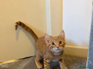 Mixed Breed cats Beautiful kittens ready now - Advert 3