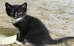 Mixed Breed cats for sale: 7 kittens now ready for their new home  - Image 9