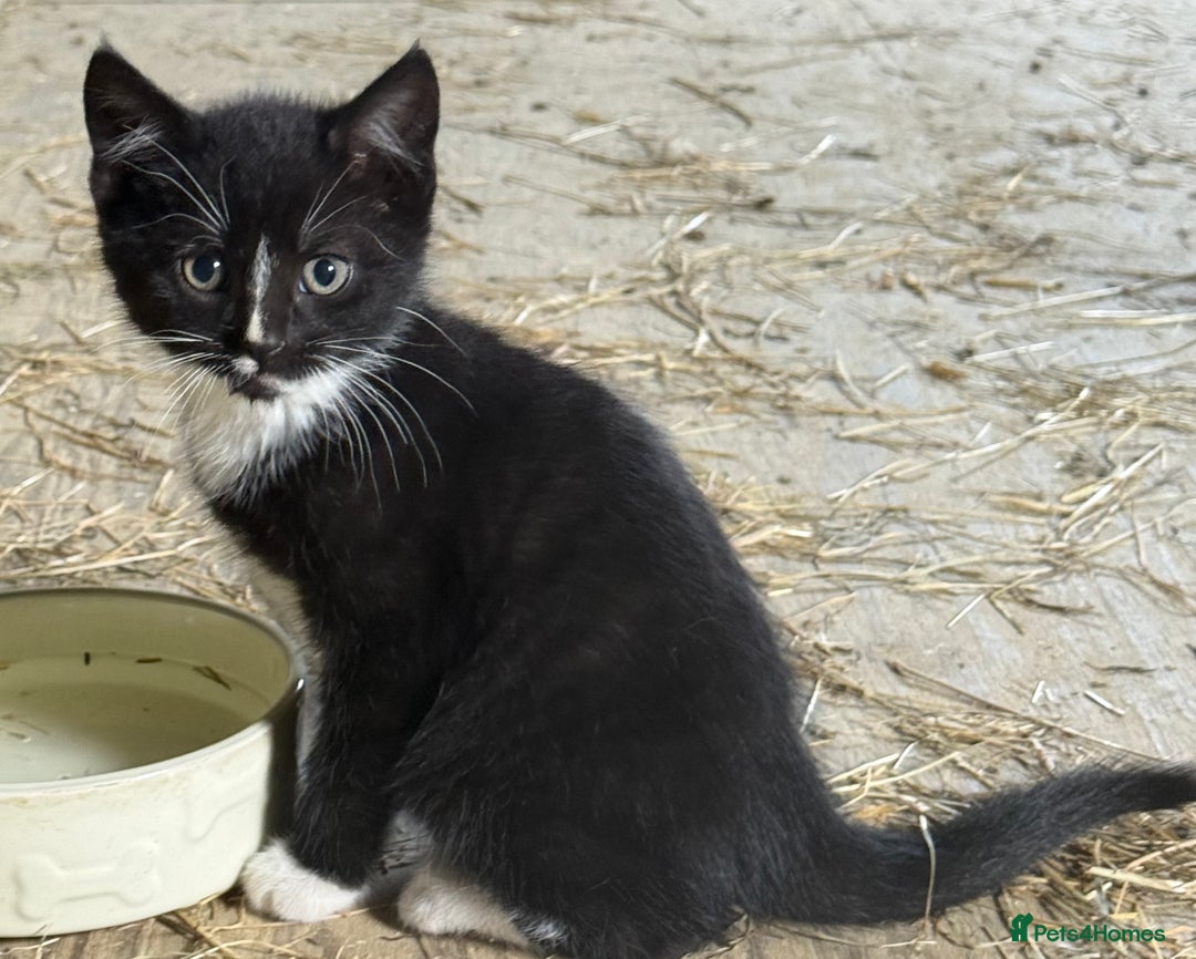 Mixed Breed cats for sale: 7 kittens now ready for their new home  - Image 9