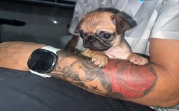 Pug dogs for sale: PUG PUPPYS READY TO GO !!!! - Advert 28