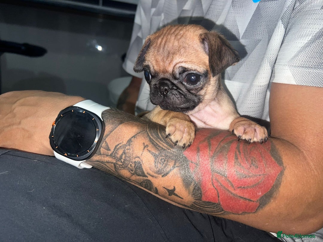 Pug dogs for sale: PUG PUPPYS READY TO GO !!!! - Advert 28