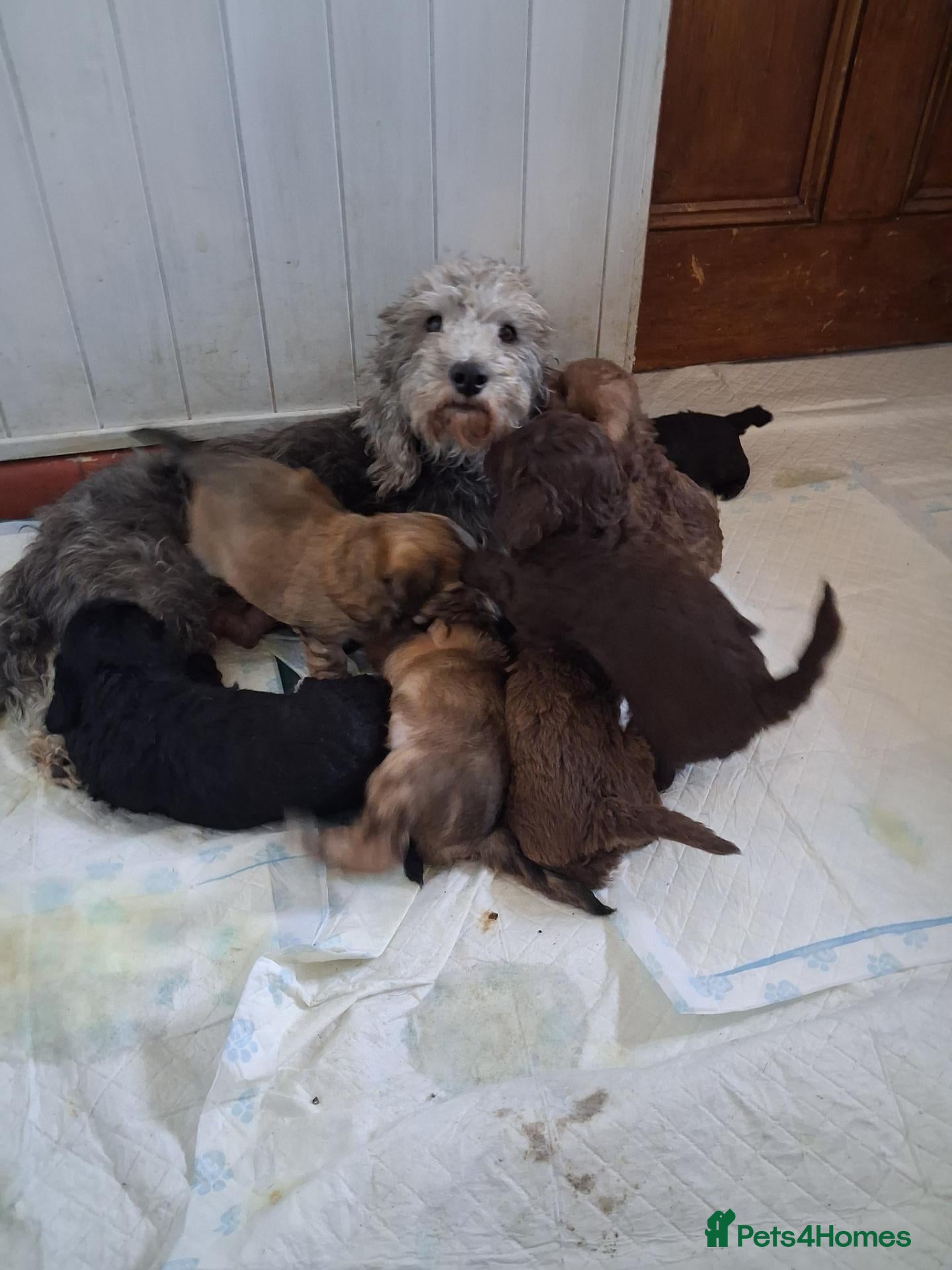 Mixed Breed dogs Gorgeous Bassettoodle Puppies for sale - Advert 1