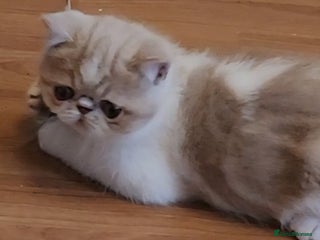 Exotic cats OUTSTANDING QUALITY EXOTIC KITTENS - Advert 3