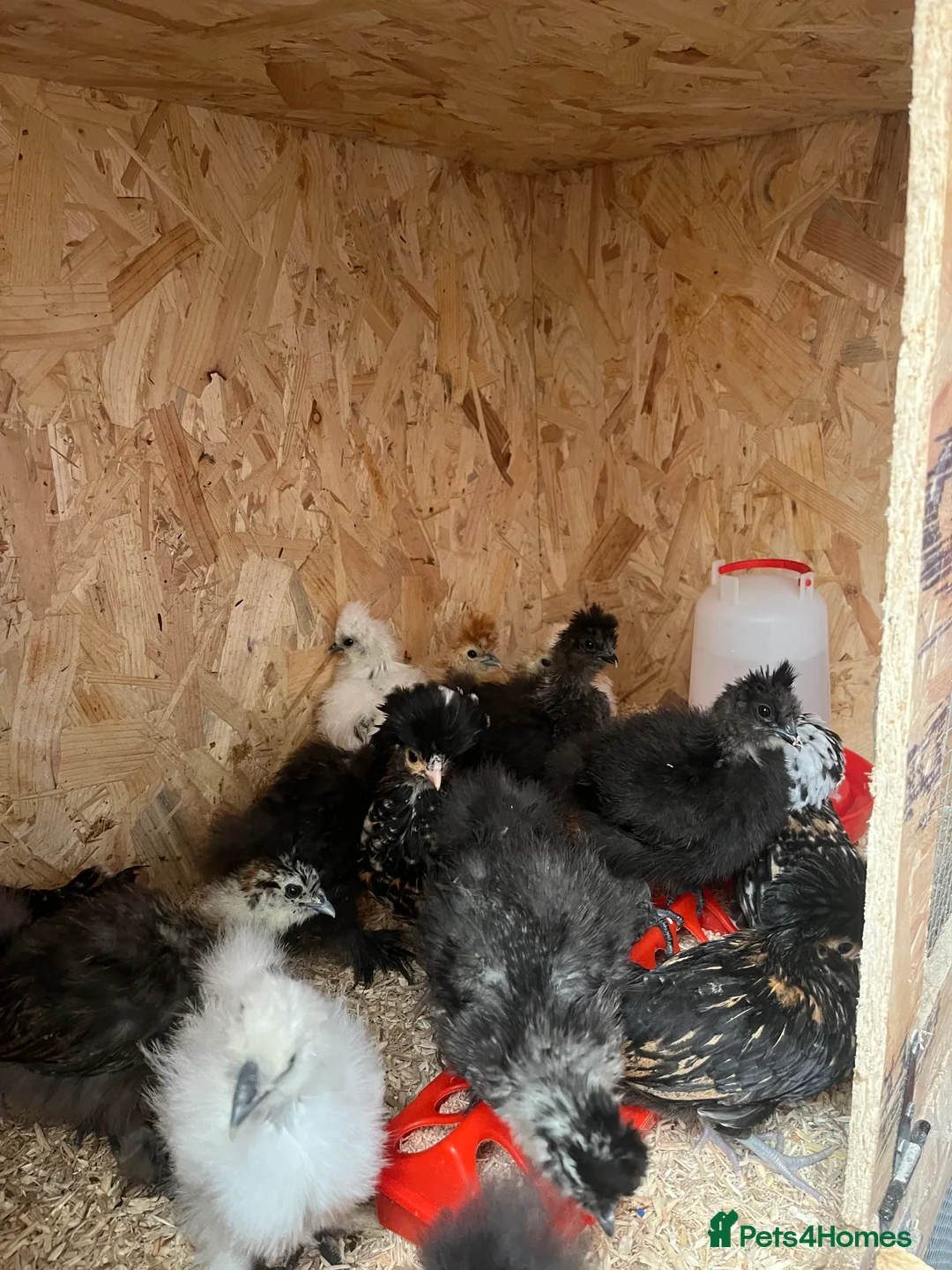 Chickens poultry for sale: Chicks, pullets, cockerels  - Advert 6