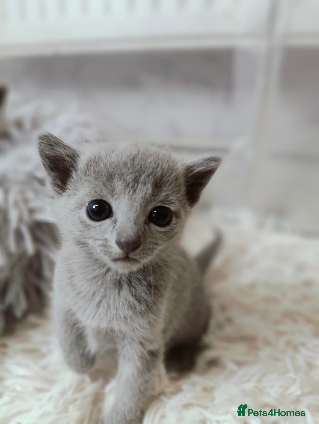 Russian Blue cats for sale: Full Pedigree Russian Blue kittens  - Advert 9