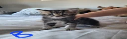 British Shorthair cats for sale: Ready NOW 🐾  Beautiful, Well-Loved Kittens  - Advert 3