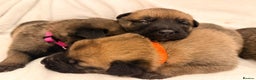 Belgian Shepherd Dog dogs for sale: Top working bloodline belgian malinois puppies - Advert 24
