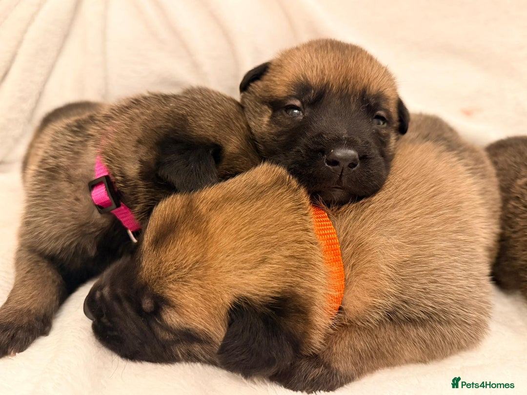 Belgian Shepherd Dog dogs for sale: Top working bloodline belgian malinois puppies - Advert 24