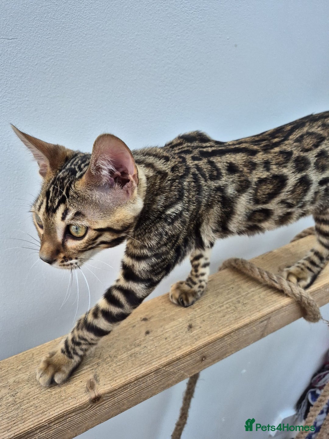 Bengal cats for sale: Bengal boy - Image 7