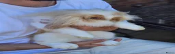 Mini Lop rabbits for sale: Chocolate Tort Butterfly Lion Lop  - Advert 3