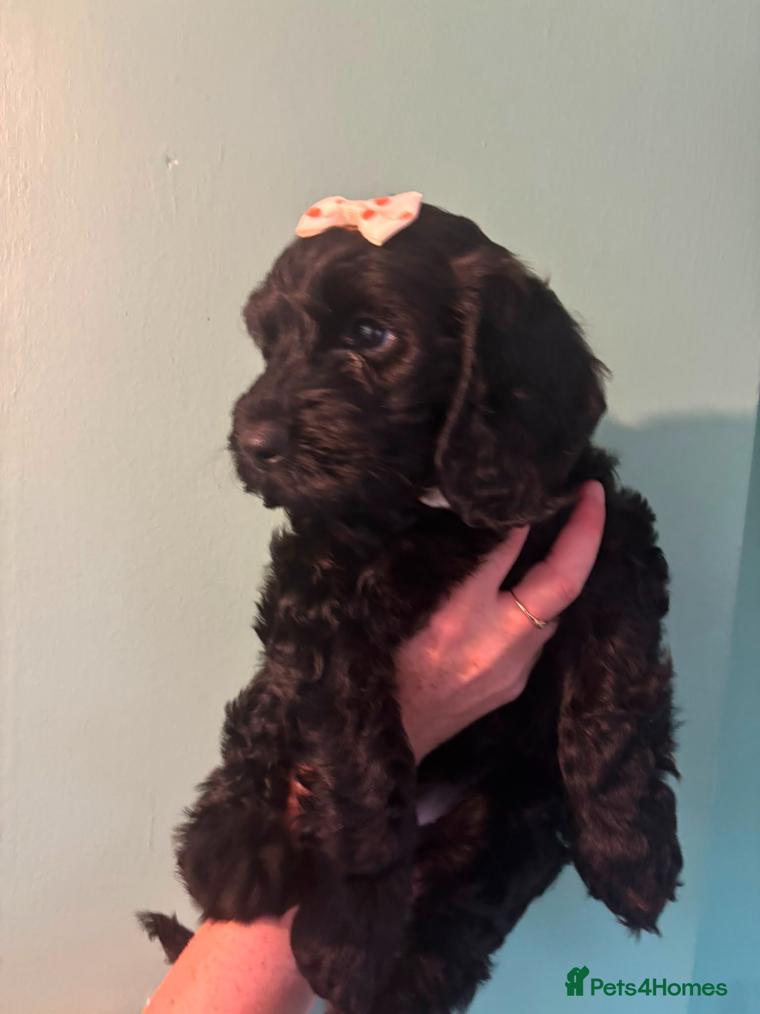 Cockapoo dogs Cockapoos f1bs - Advert 5