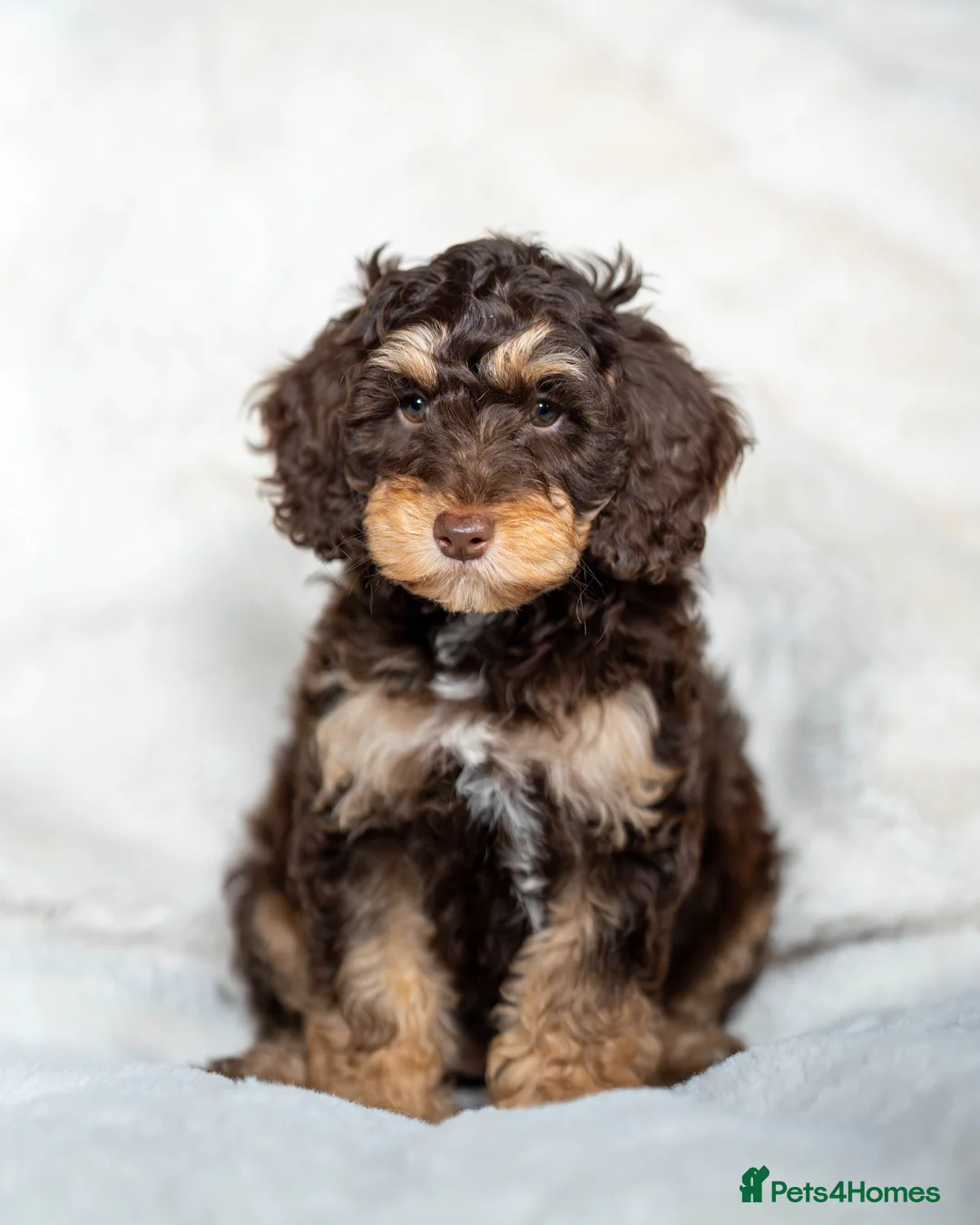 Cockapoo dogs for sale: 6 Stunning Cockapoo Puppies - Advert 5