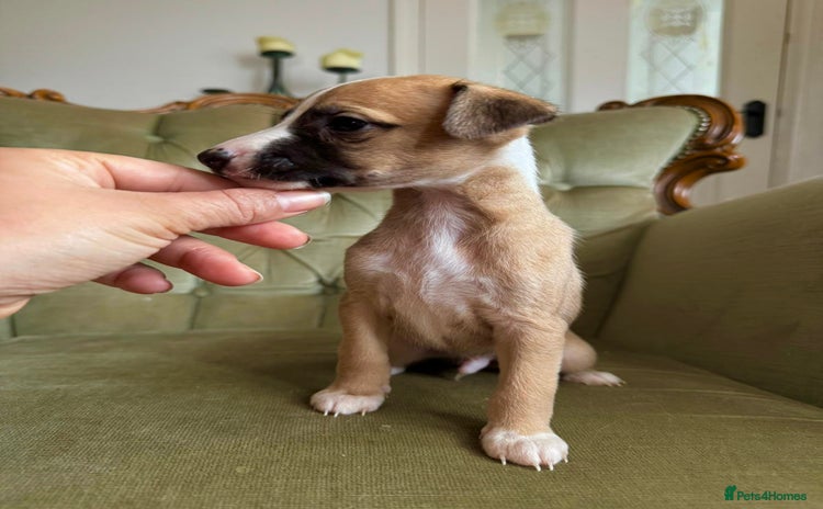 Whippet dogs - Advert 5