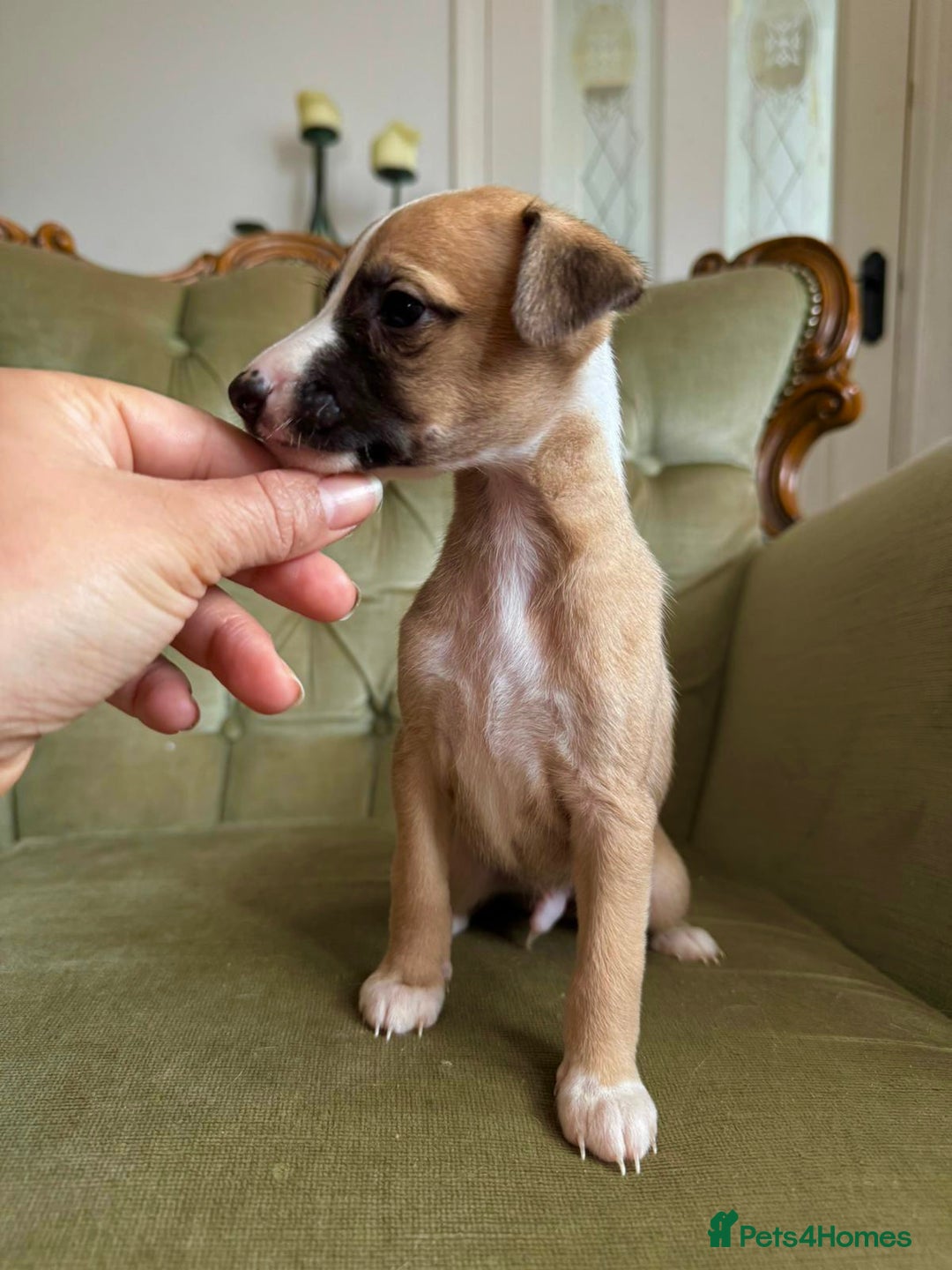 Whippet dogs for sale: Waiting List Now Open - KC Whippets - Advert 1