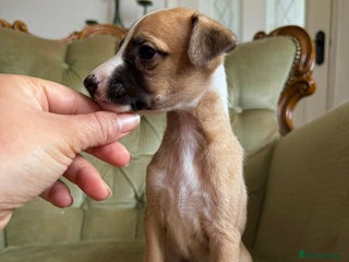 Whippet dogs Waiting List Now Open - KC Whippets - Advert 5