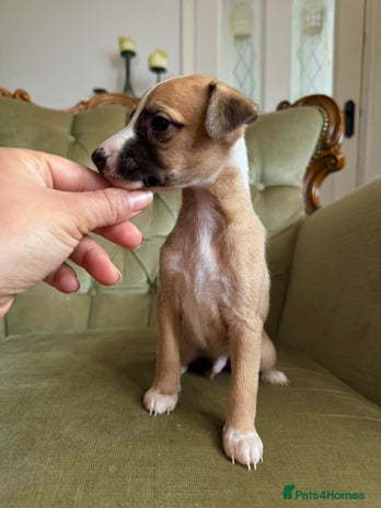 Whippet dogs - Advert 4