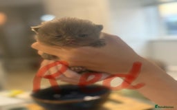 British Shorthair cats for sale: British shorthair kittens  - Image 12